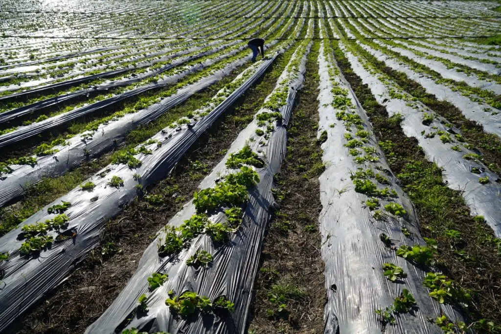 Farmer tending beds covered with black-silver mulch