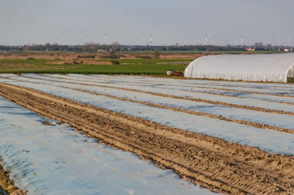 Field covered with agricultural film