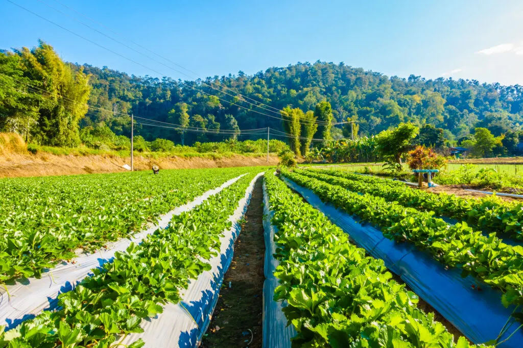 Agricultural Plastics PT. Cave Sumber Berkat