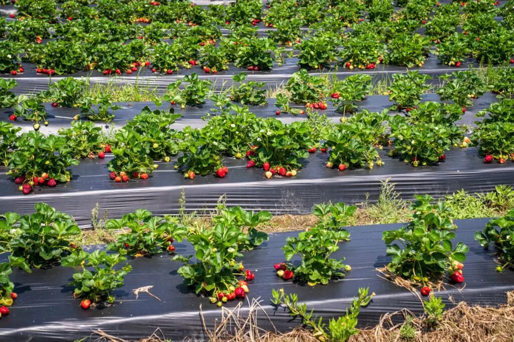 Strawberry plants on mulched beds