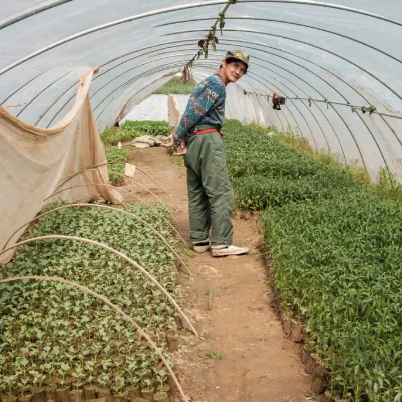 Clear UV greenhouse film