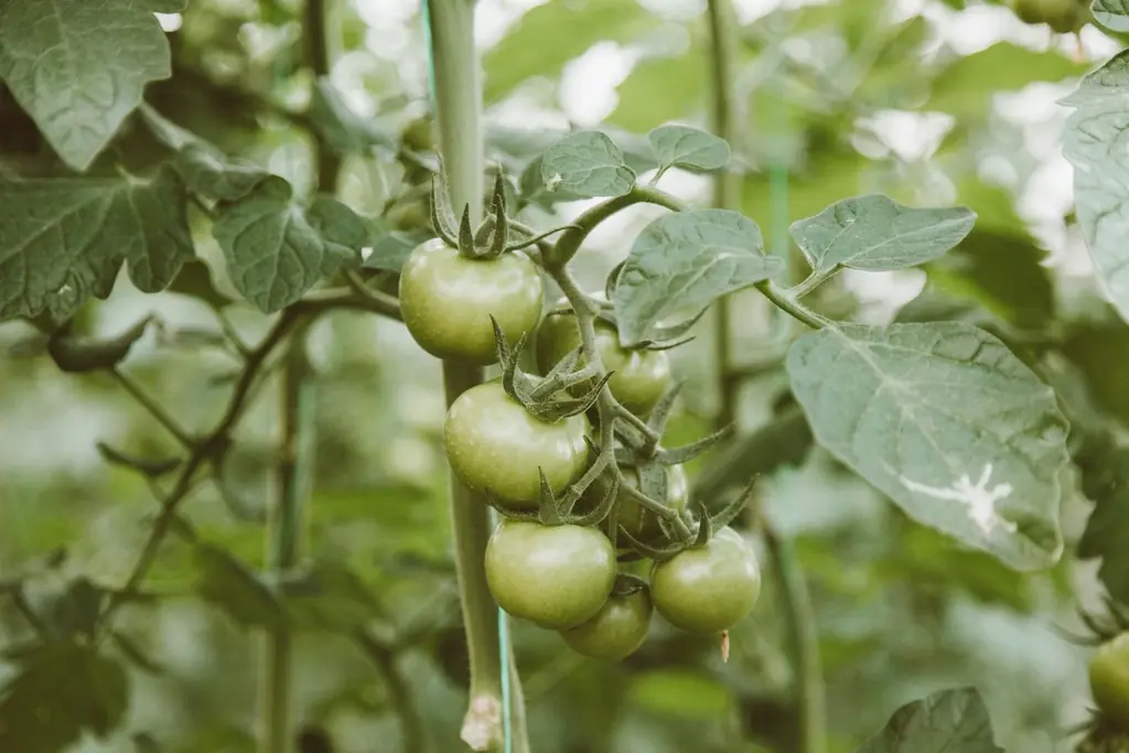 Tanaman tomat di kebun yang diikat ke penyangga